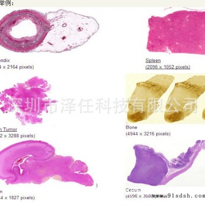 PathScan IV玻片扫描仪 第四代玻片扫描仪