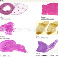 PathScan IV玻片扫描仪 第四代玻片扫描仪